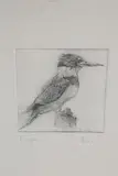 David Lazarus, Kingfisher, Etching