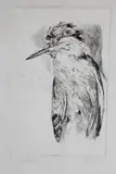 David Lazarus, Night Heron, Etching