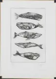David Lazarus, Limited Edition Black and White, Etching of 5 Whales
