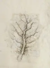Tree Study by Rocío Maldonado, pen and ink and collage on paper, gallery label verso, offered Jun 2023