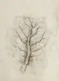 Rocío Maldonado, Tree Study, pen and ink and collage on paper, gallery label verso