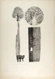 Anna Sanesi, Frammenti, 1983, etching Acquatinta