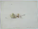 Claudio Bonichi, Uva di Monchiero, 1988