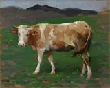 Alberto Zardo, Mucca
