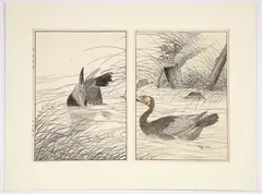 Keinen Imao, Cormorant Diptych No.19 from Keinen's Birds and Flowers Album, Summer, 1891-1892, color, woodcut
