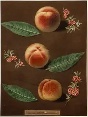 George Brookshaw, Peaches, Pl XXXV, aquatint with stipple engravings, printed in colors and finished by hand on single