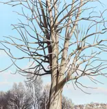 Raymond DeFazio, (American/Western PA, born 1936), Tree in Winter, 2012-, 2013, acrylic on birch plywood panel