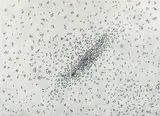 Ed Ruscha, Insect Slant (Ants), 1973, lithograph and screenprint on BFK Rives