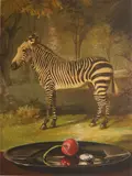 Sherrie Wolf, Zebra with Cherry and Fava Bean, etching, aquatint and photogravure, 2011
