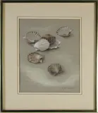 Scallop Shells by Ruth Sumner, Pastel on Paper, offered Dec 2020