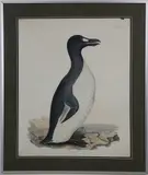 Prideaux John Selby, Great Auk, Engraving