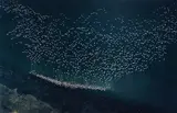 Ernst Haas, Aerial Flamingos, Kenya