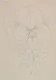 Charles E. Burchfield, - Nature Study-, graphite on paper, ca. 1959-1965, very good condition