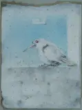 Vilmore Armodio Schenardi, Cielo