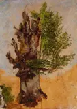 Carlo Senior Markò, Studio per albero, oil on cardboard