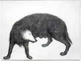 Paolo Canevari, Lupa, 2009, grafite on paper fatta a mano
