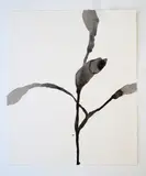 Christiane Löhr, Senza titolo, 2015, inchiostro on paper