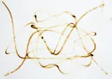Arcangelo Sassolino, Senza titolo, 2014, acciaio fuso on paper
