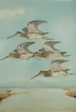 Mario Norfini, Beccacce in volo