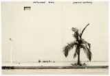Hollywood Tree by David Hockney, c. 1975, Gelatin silver print, sold May 2015