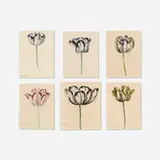Philip Reinagel, Six works from The Temple of Flora, watercolor on paper