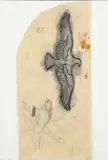 Louis Lozowick, Federal Eagle and Bird Study