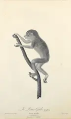 Jean-Baptiste Audebert, Le Loris Grele, from Histoire Naturelle des Singes et des Makis. Paris: Desray, 1799-1800, hand colored, engraving