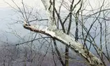 Charles C. Pitcher, March in Pennsylvania, 2005, watercolor