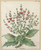 Basil Besler, Aethiopis from Hortus Eystettensis, hand colored
