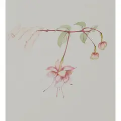 Beth Van Hoesen, "Fuchsia in Hand,", lithograph, 1988, [approximate dimensions -