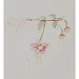 Beth Van Hoesen, "Fuchsia in Hand,", lithograph, 1988, [approximate dimensions -