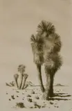 George Elbert Burr, - ''Yuccas''-, drypoint