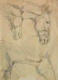 William Sommer, - Horse Studies-, graphite on paper