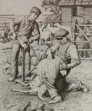 Stanley Anderson, - ''Sheep Shearing''-, engraving, 1941