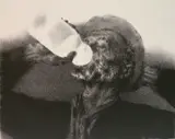 Joseph Hirsch, - ''Drink'' (Cole 50)-, lithograph, 1964
