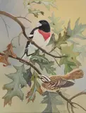 Diane Pierce, - Rose Breasted Grosbeak Male and Female On A Branch-, gouache on paper, 1971