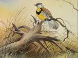 Diane Pierce, - Meadowlark On A Branch-, gouache on paper, 1971