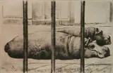 Richard Müller, - ''Nilpferde'' (Gunther 145)-