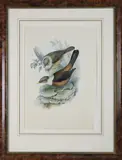 John Gould, Hand Colored, Lithograph “