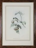 John Gould, Hand Colored, Lithograph “
