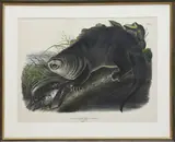 John James Audubon, Imperial