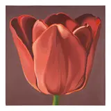 Lowell Nesbitt, Red Tulip