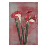 Michael Mazur, Amaryllis/Calla II