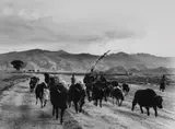 Fosco Maraini, Famiglia di nomadi in marcia di trasferimento nella valle di Gyantse, Tibet, settembre 1937, Fotografia in bianco e nero