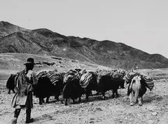 Uomo che guida una piccola carovana di yak, nei pressi di Gyantse, Tibet, agosto 1937 by Fosco Maraini, Fotografia in bianco e nero, offered Nov 2014