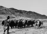 Fosco Maraini, Uomo che guida una piccola carovana di yak, nei pressi di Gyantse, Tibet, agosto 1937