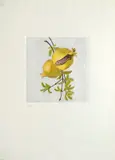 Swietlan Kraczyna, Melograni, 1990