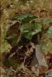 Francesco Paolo Michetti, Vegetazione