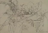 Enzo Faraoni, Foglie
