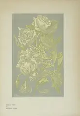 Rose by Giulio Ricci, Sigla " G.R." in basso a sinistra, offered Sep 2013